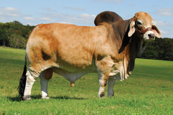 Lot 1A &1B – JDH Mr Elmo Manso (Imp US)