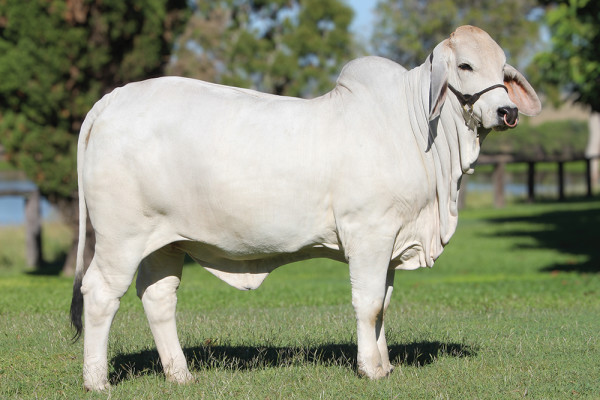Lot 10 – NCC Kaylah 3288 (AI)