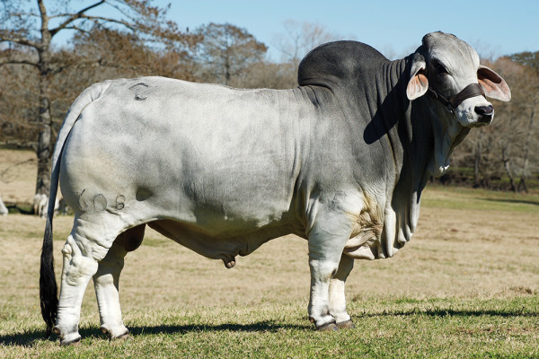 Lot 11A & 11B – JDH Massai Manso (Imp US)