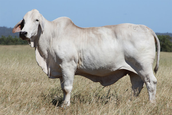 Lot 12 – NCC Pregnant Recipient RA27