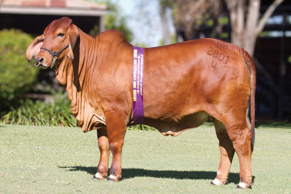 Lot 13 – NCC Dienka 2801 (IVF)