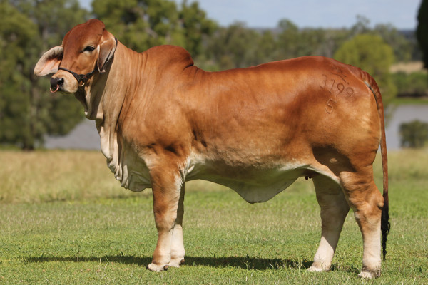 Lot 14 – NCC Robin 3199 (IVF)