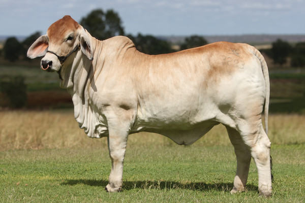 Lot 15 – NCC Miss Elmo Power 3283 (IVF) (P)