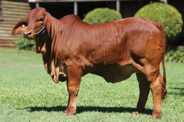 Lot 16 – NCC Miss Regal 3388 (IVF)