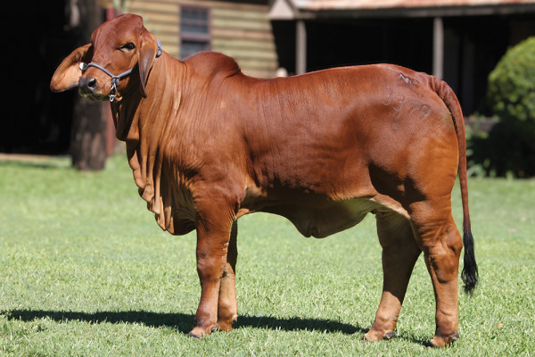 Lot 17 – NCC Miss Regal 3379 (IVF)