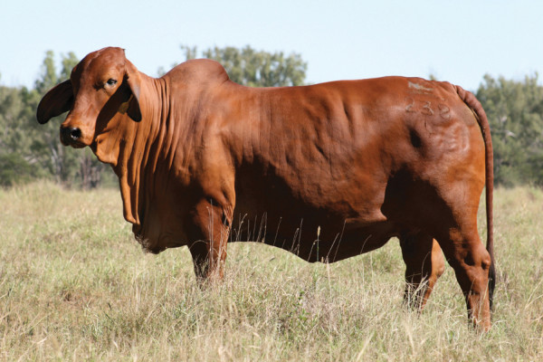 Lot 18 – NCC Pregnant Recipient RA80