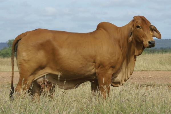 Lot 19 – 6 NCC A grade Embryos