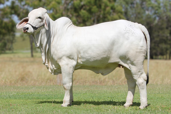 Lot 20 – NCC Armelinda 3245 (AI)