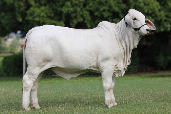 Lot 21 – NCC Empress 3305 (ET)