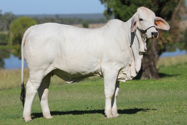 Lot 22 – NCC Fancy 3301 (IVF)