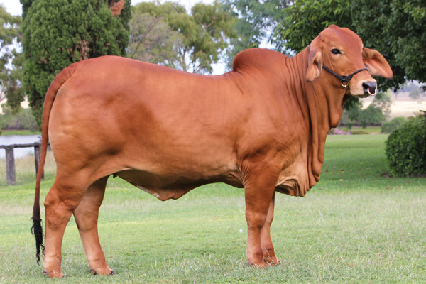 Lot 2 – NCC Cindy 3173 (IVF) (P)