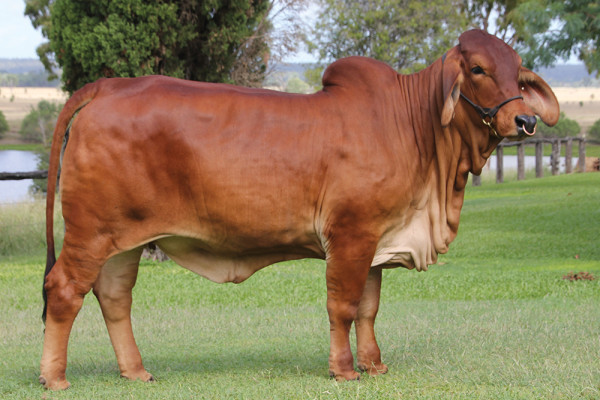 Lot 3 – NCC Red Robin 3048 (ET)