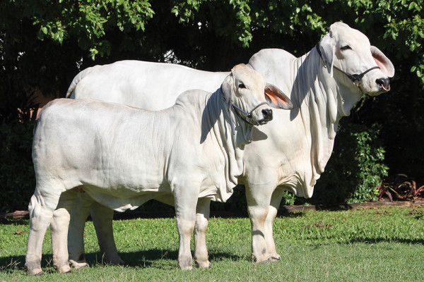 Lot 4 – NCC Loxacrata 2537 (IVF)