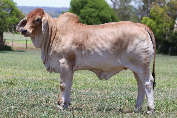 Lot 5 – NCC Pregnant Recipient K52