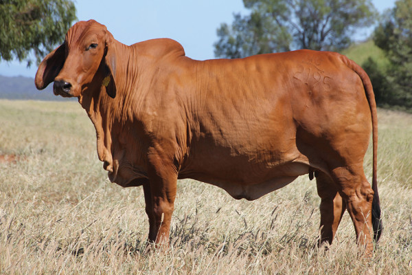Lot 6 – 3 NCC A grade Embyos
