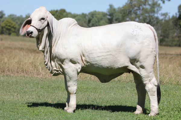 Lot 7 – NCC Miss Cindy 3188