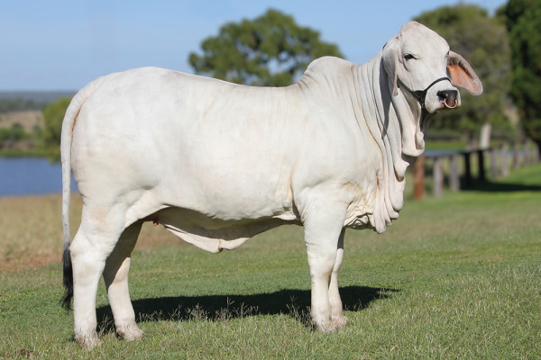 Lot 8 – NCC Fancy 3163 (IVF)