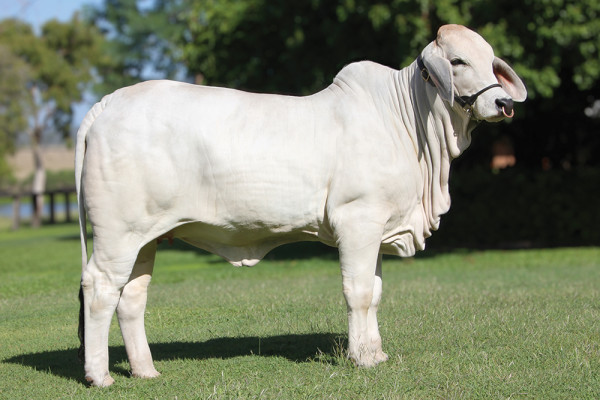 Lot 9 – NCC Lady Dianna 3255 (IVF)